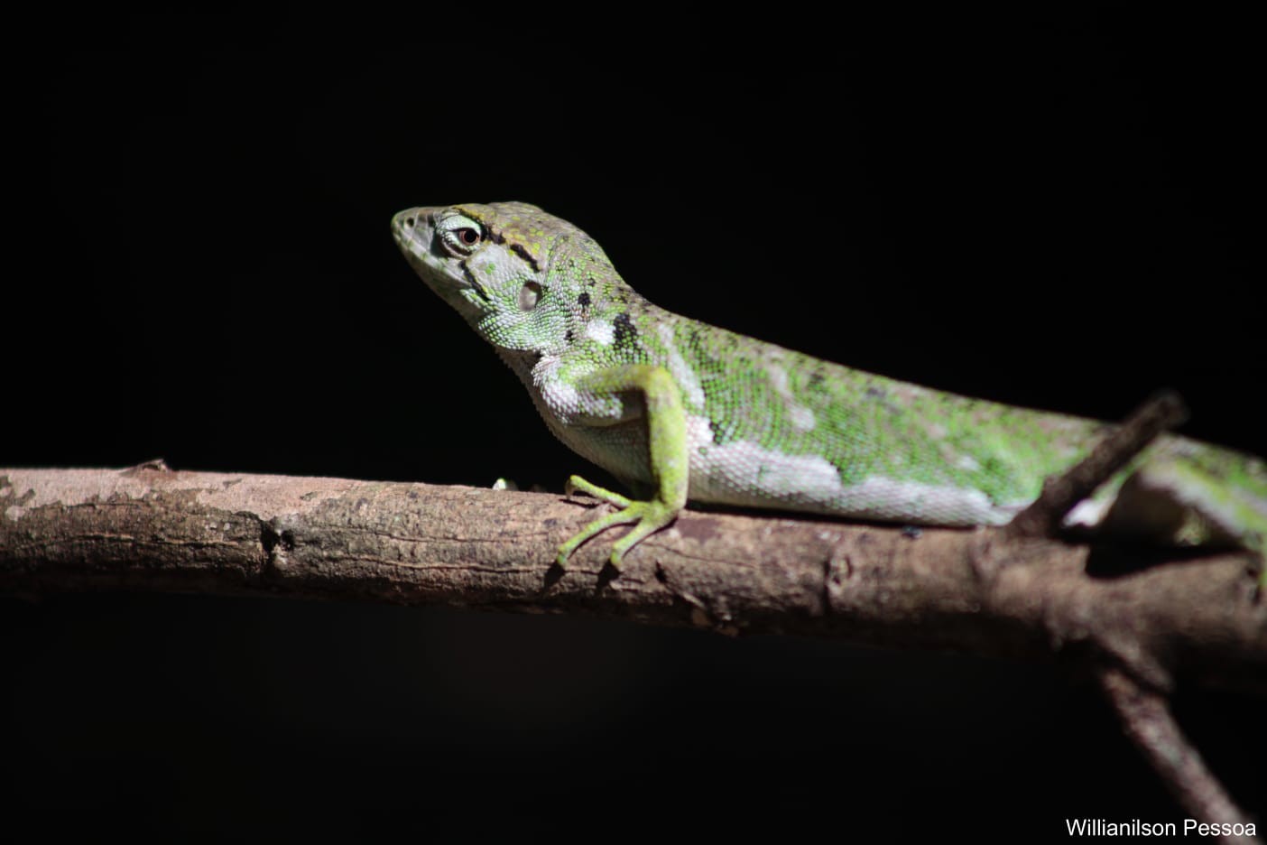 Visão 360º: gênero de lagarto é o único no Brasil que consegue mover os olhos por todas as direções