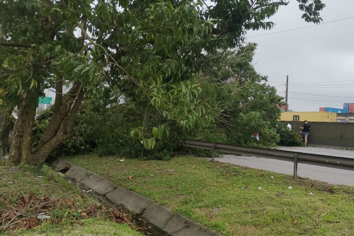 VÍDEO: árvore cai durante temporal e carros precisam voltar de marcha à ré em rodovia no litoral de SP