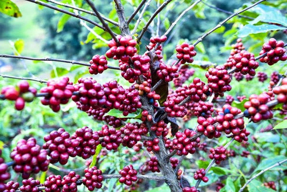 Café conilon plantado no Espírito Santo. — Foto: Vinícius Gonçalves / TV Gazeta
