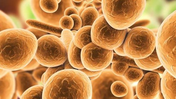 Campinas registra primeiro caso do fungo Candida auris — Foto: GETTY IMAGES via BBC
