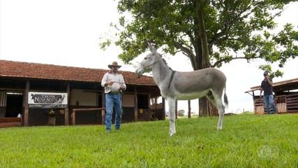 Melhoramento genético faz criadores apostarem cada vez mais na criação de muares