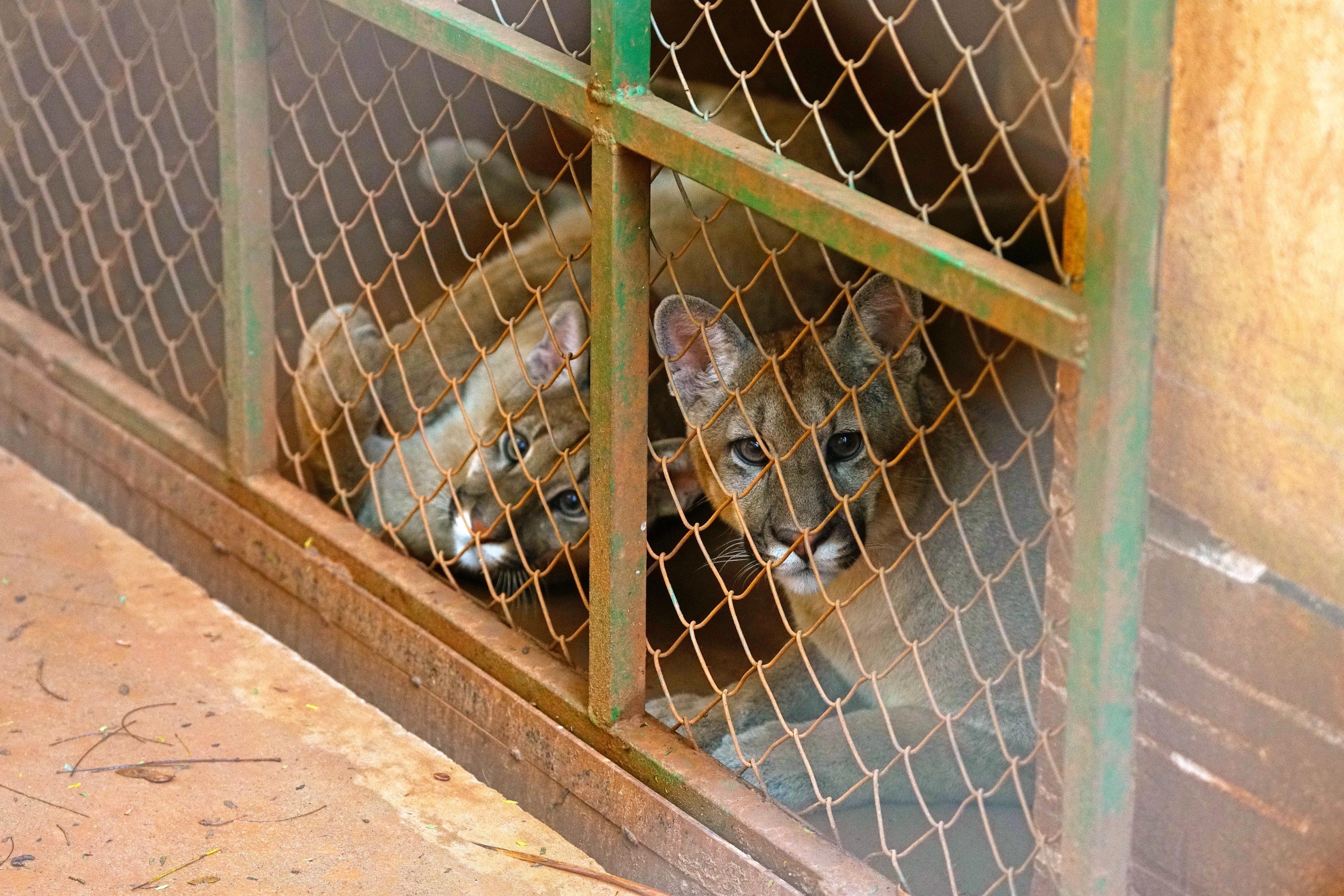 Filhotes de onça-parda resgatados após se perderem da mãe ganham 'novo lar' em zoológico; vídeo