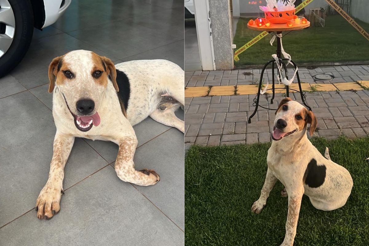 Cachorro comunitário morre após levar tiro e polícia tentar identificar atirador, no Paraná