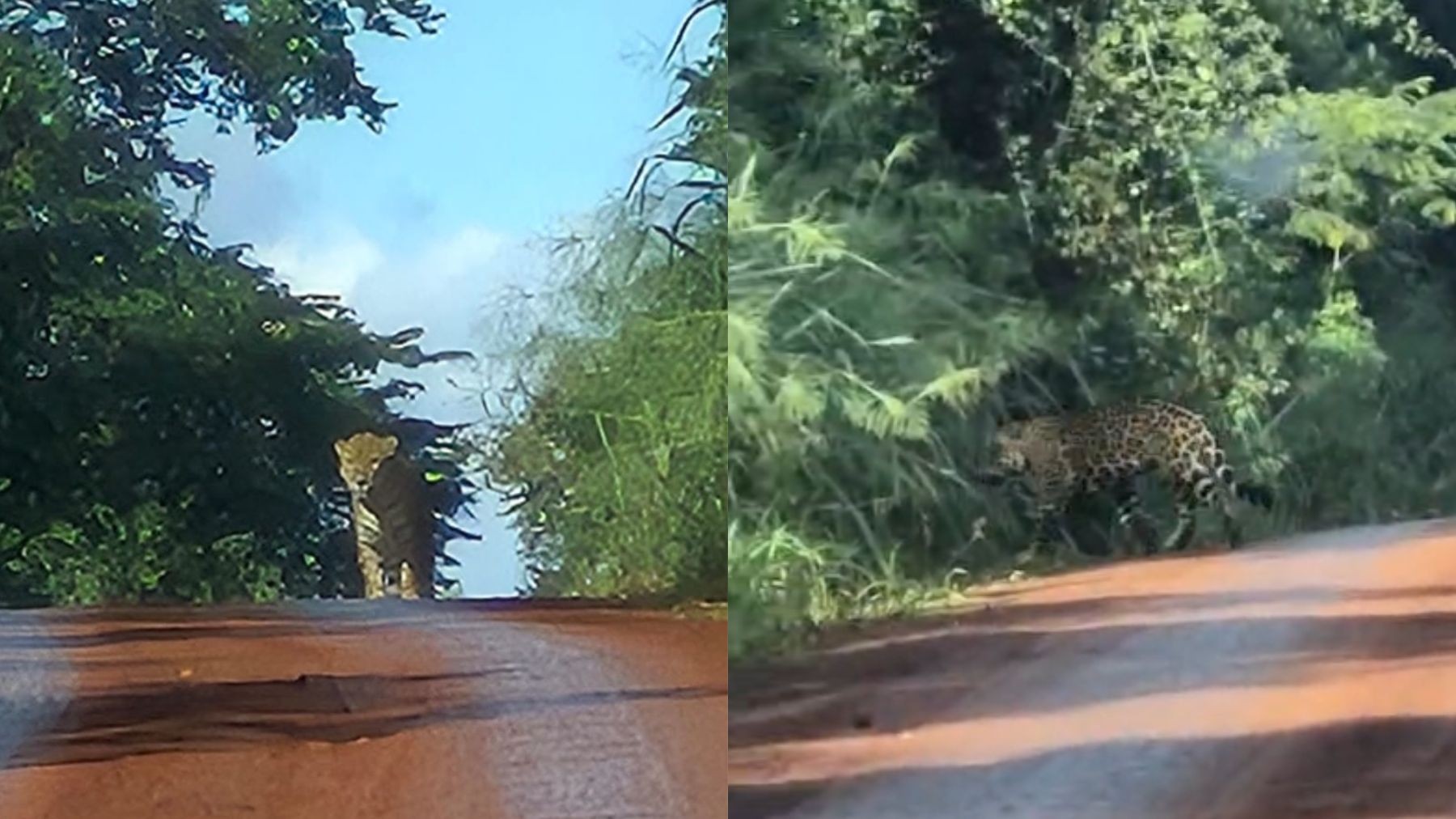 VÍDEO: Onça-pintada é flagrada caminhando em estrada das Cataratas do Iguaçu na Argentina 