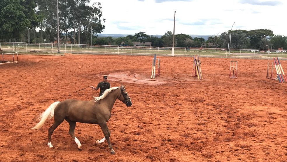 O cavalo que proclamou a república (Portuguese Edition)