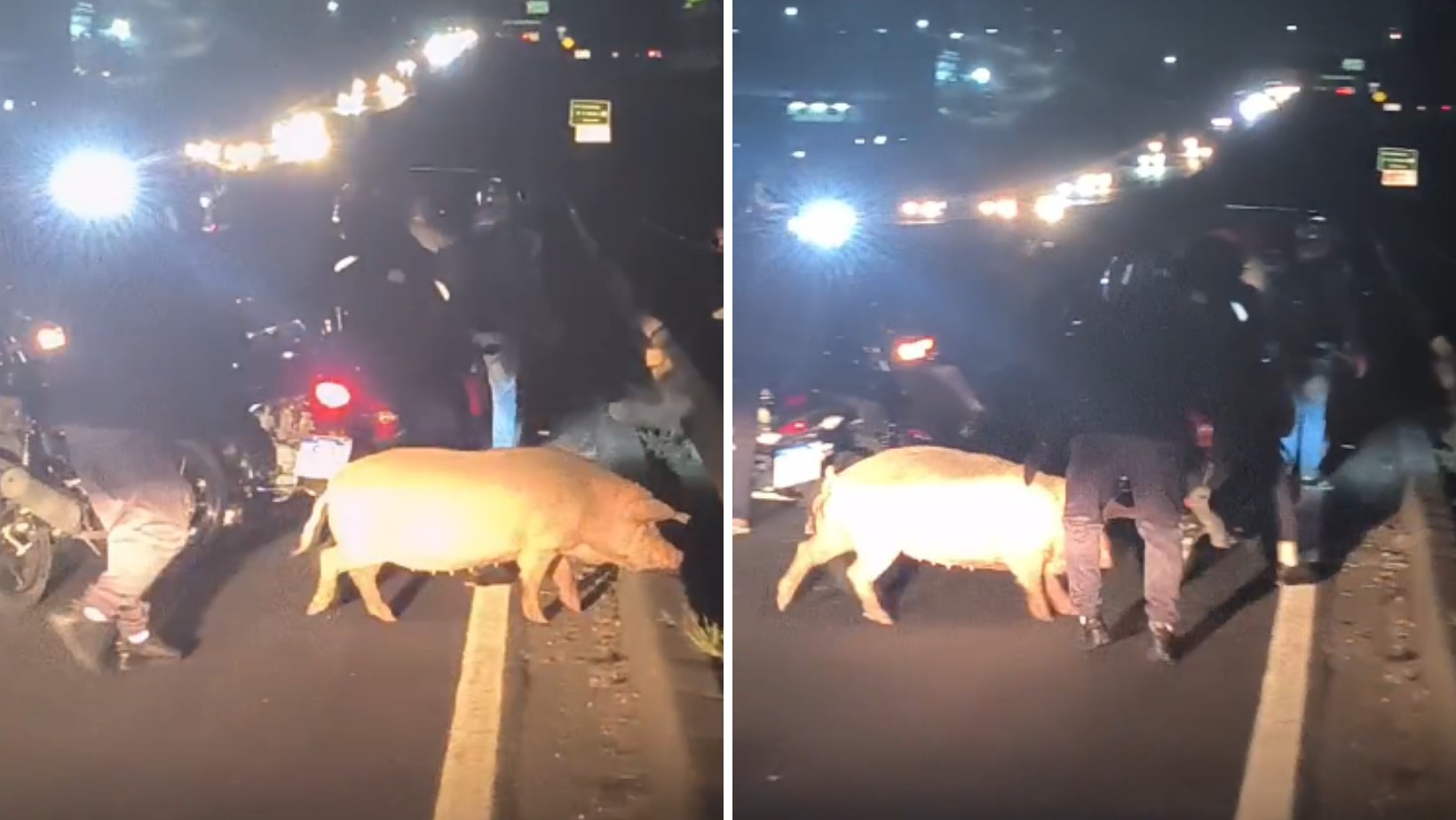 VÍDEO: Porcos escapam de caminhonete e são resgatados correndo na Dutra, em São José