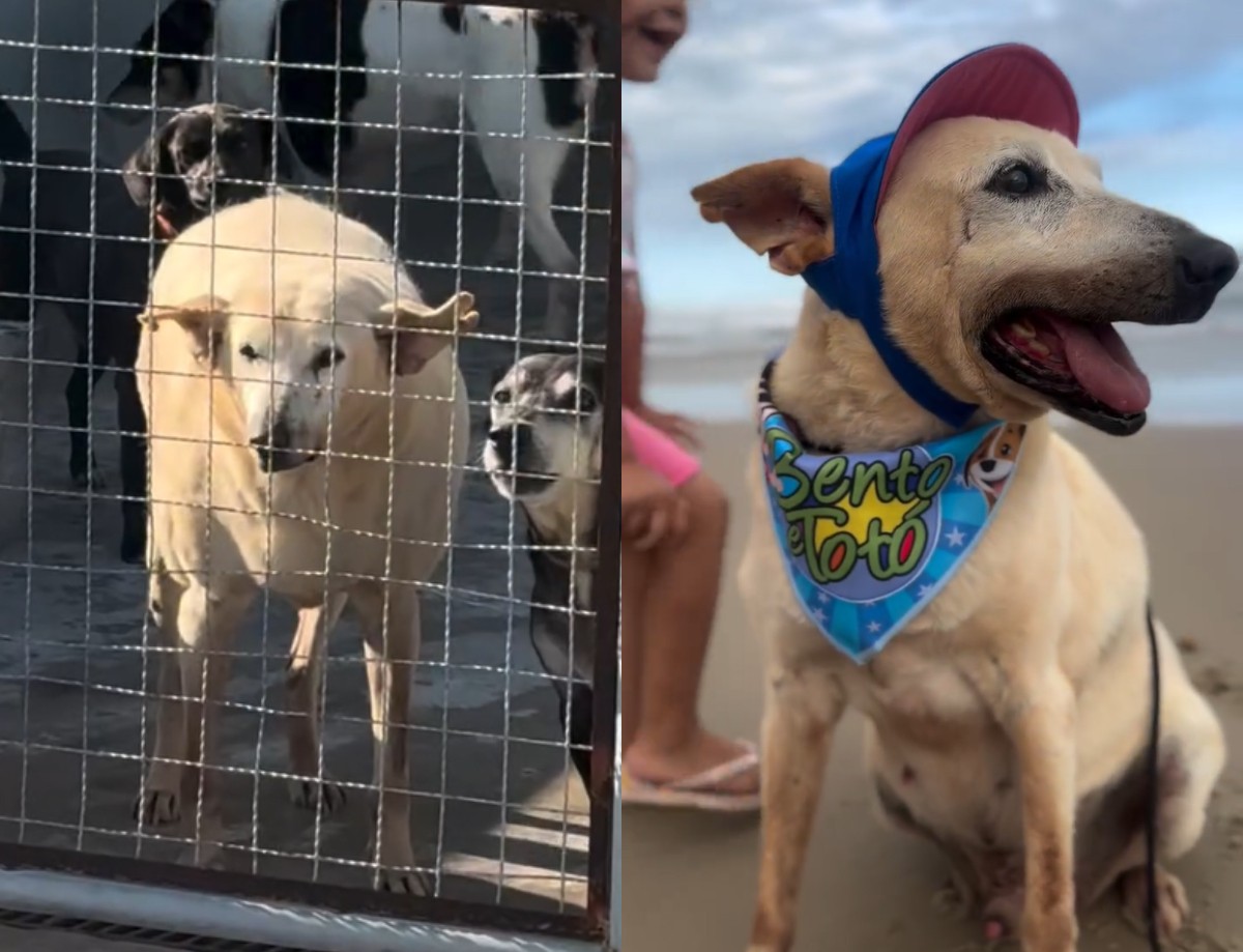 'Vô Davi': cão idoso de 22 anos é adotado após anos em abrigo e vai viver na praia em SC; VÍDEO
