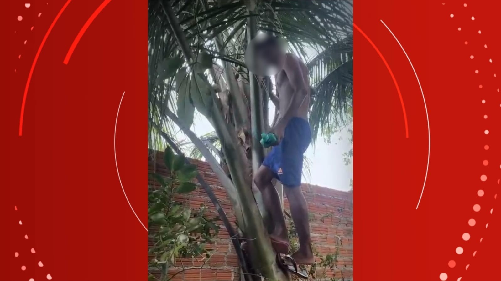 Suspeitos são presos com drogas escondidas em coqueiro no Amapá; VÍDEO