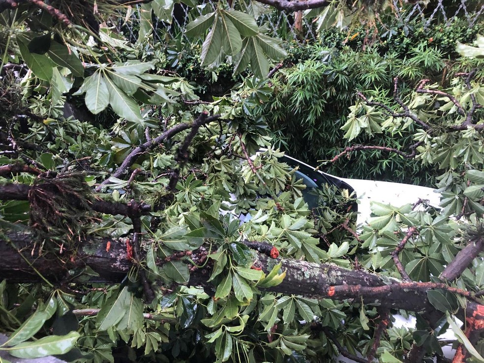 Árvore cai sobre carro em Higienópolis — Foto: Arquivo pessoal