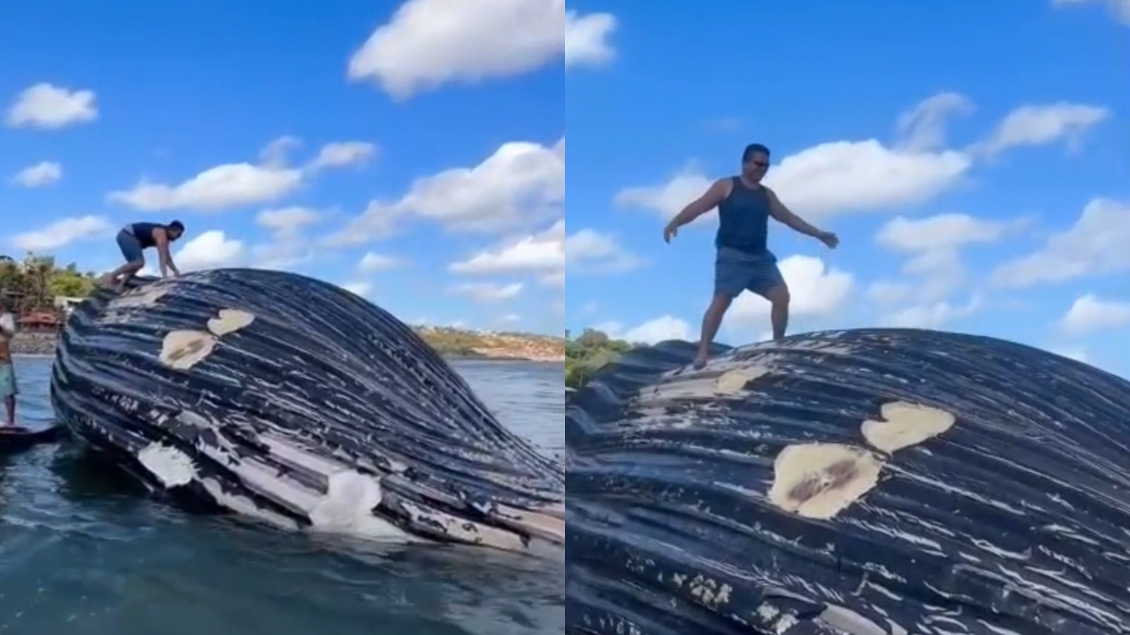Vídeo: homem é filmado em cima de baleia-jubarte morta no litoral do Ceará; especialistas apontam riscos
