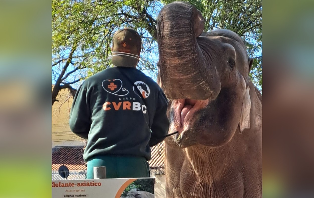 Ibama autua Prefeitura de Sorocaba por maus-tratos ao elefante Sandro