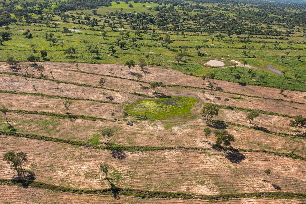 Desmatamento no Pantanal. — Foto: Gustavo Figueirôa/SOS Pantanal