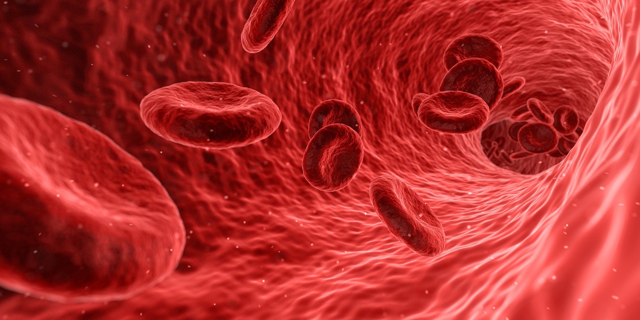 Corpo humano pode ter um ‘terceiro sistema circulatório’, sugerem cientistas; entenda hipótese