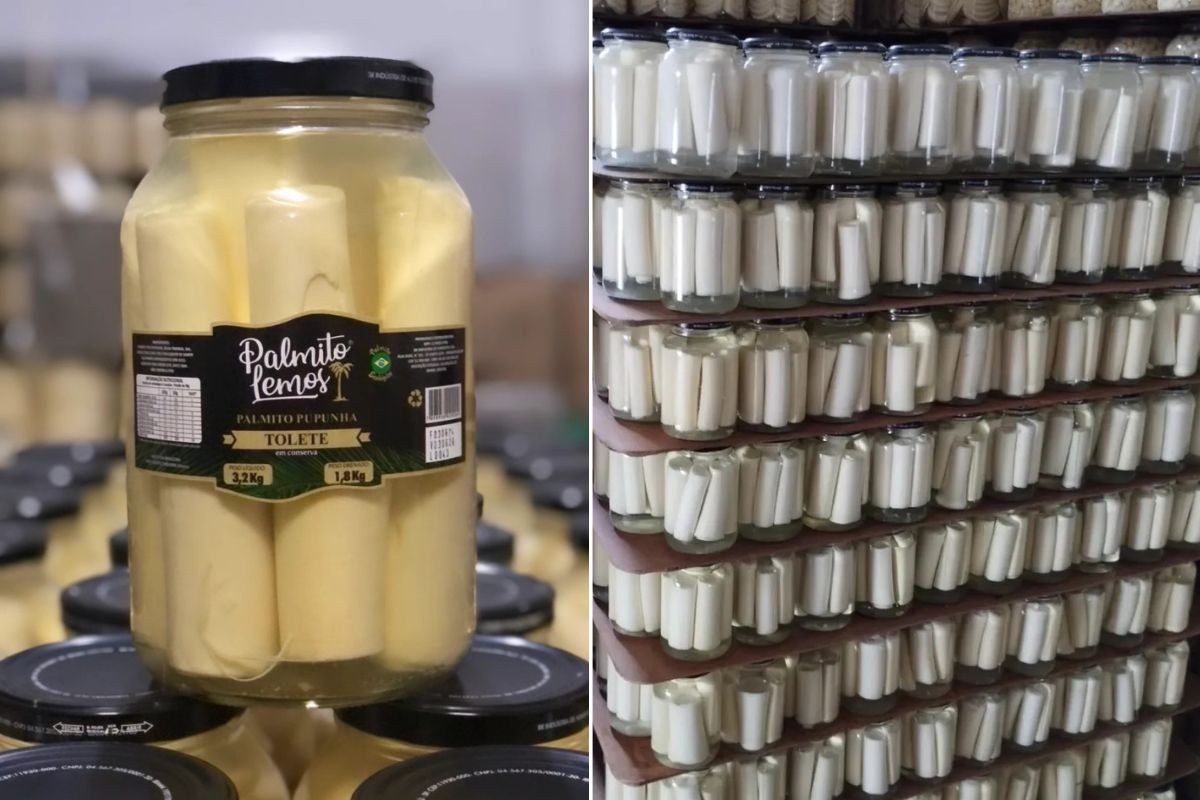 Anvisa dá 48h para plano de recolhimento de palmitos no interior de SP; multa chega a R$ 1,5 milhão 