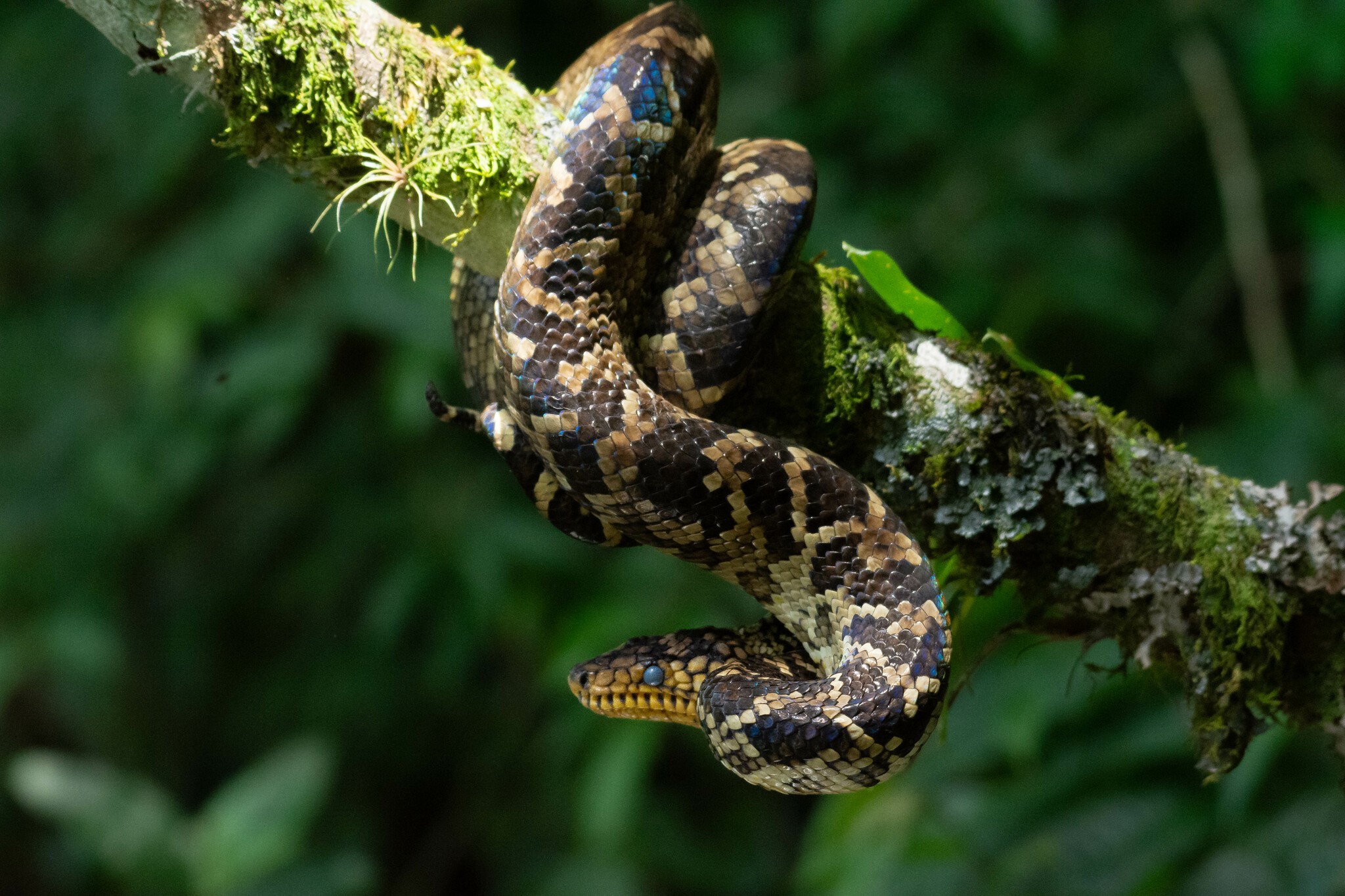 Jiboia considerada uma das mais raras do planeta é encontrada em SP
