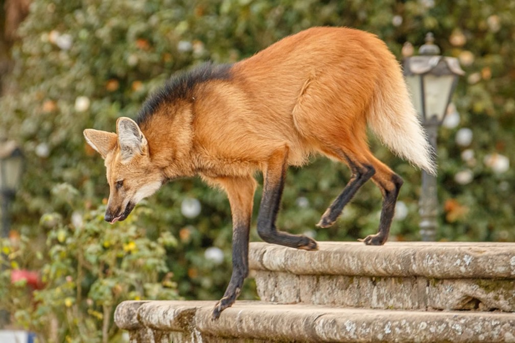 Lobo-guará 'passeia' pelo Santuário do Caraça — Foto: Divulgação/Eduardo Franco