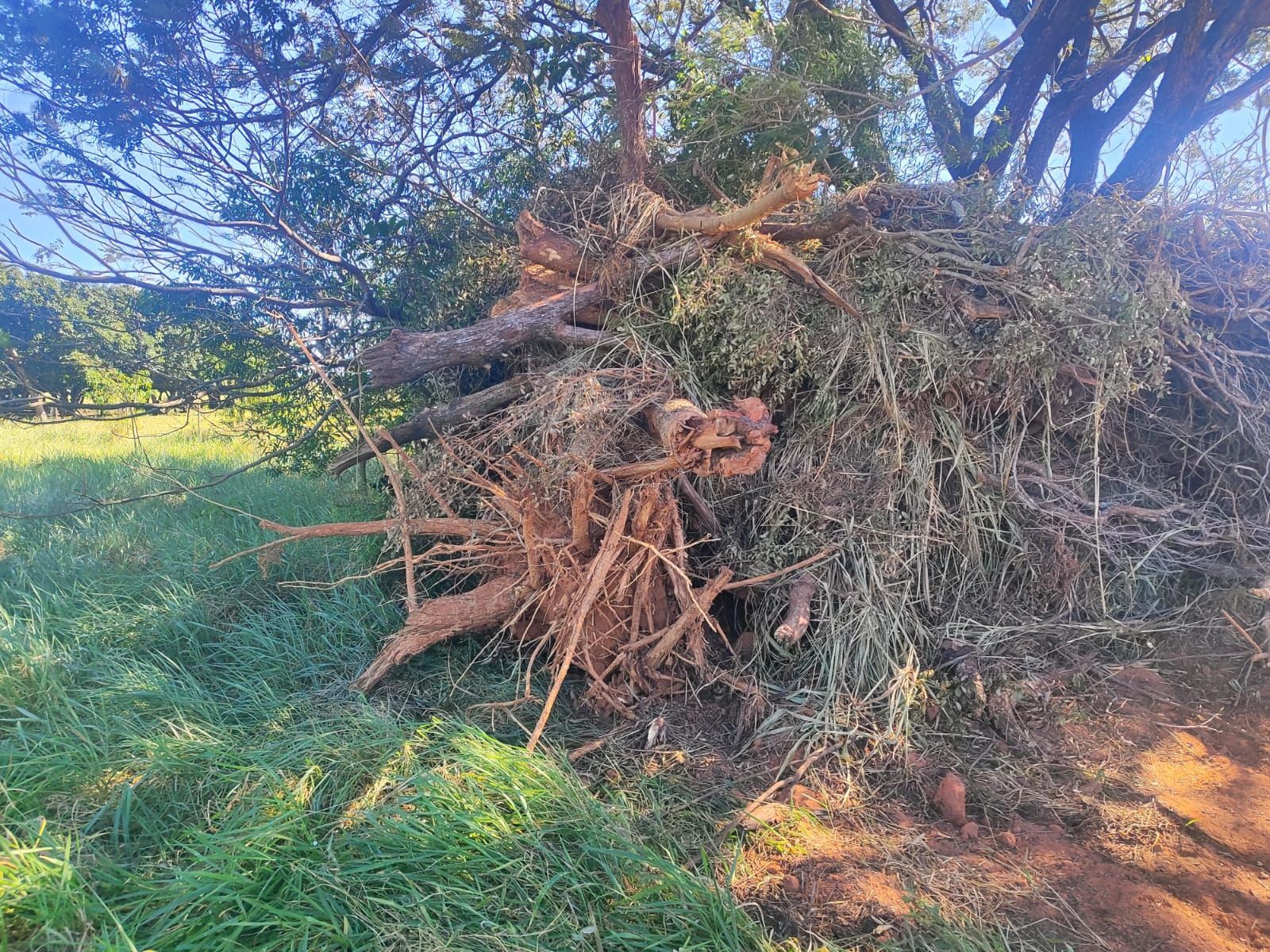Homem é multado em mais de R$ 3 mil por corte irregular de árvores nativas em sítio no interior de SP