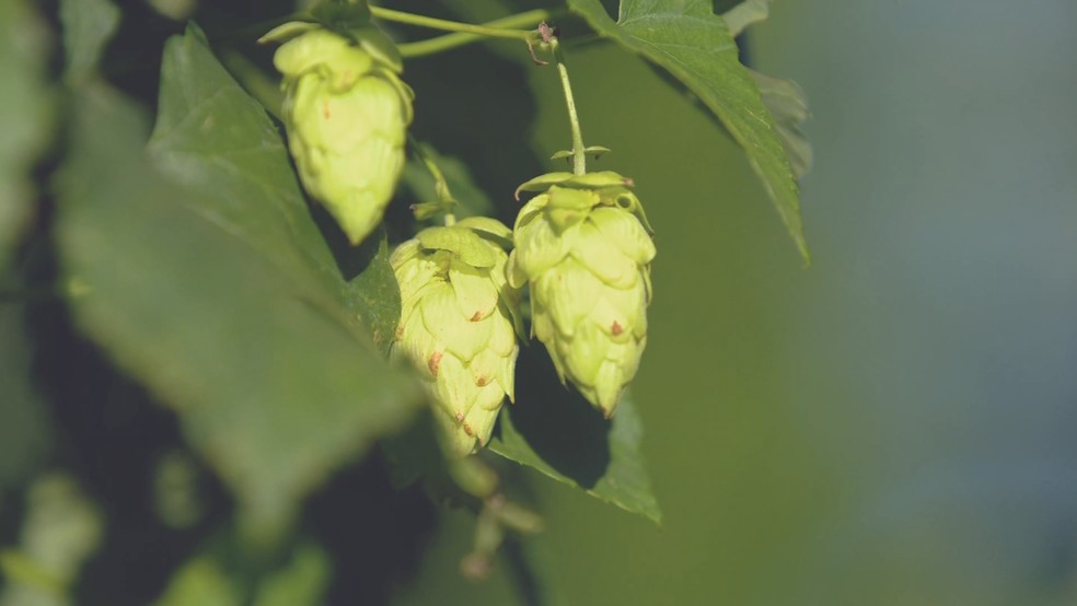 Lúpulo é um dos produtos cuja alíquota do imposto de importação será zerada — Foto: TV TEM/Reprodução