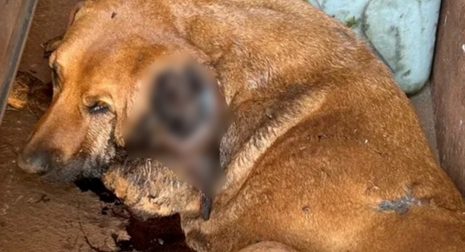 Cachorra sem parte da orelha é resgatada em sítio no interior de SP; caseiro foi preso