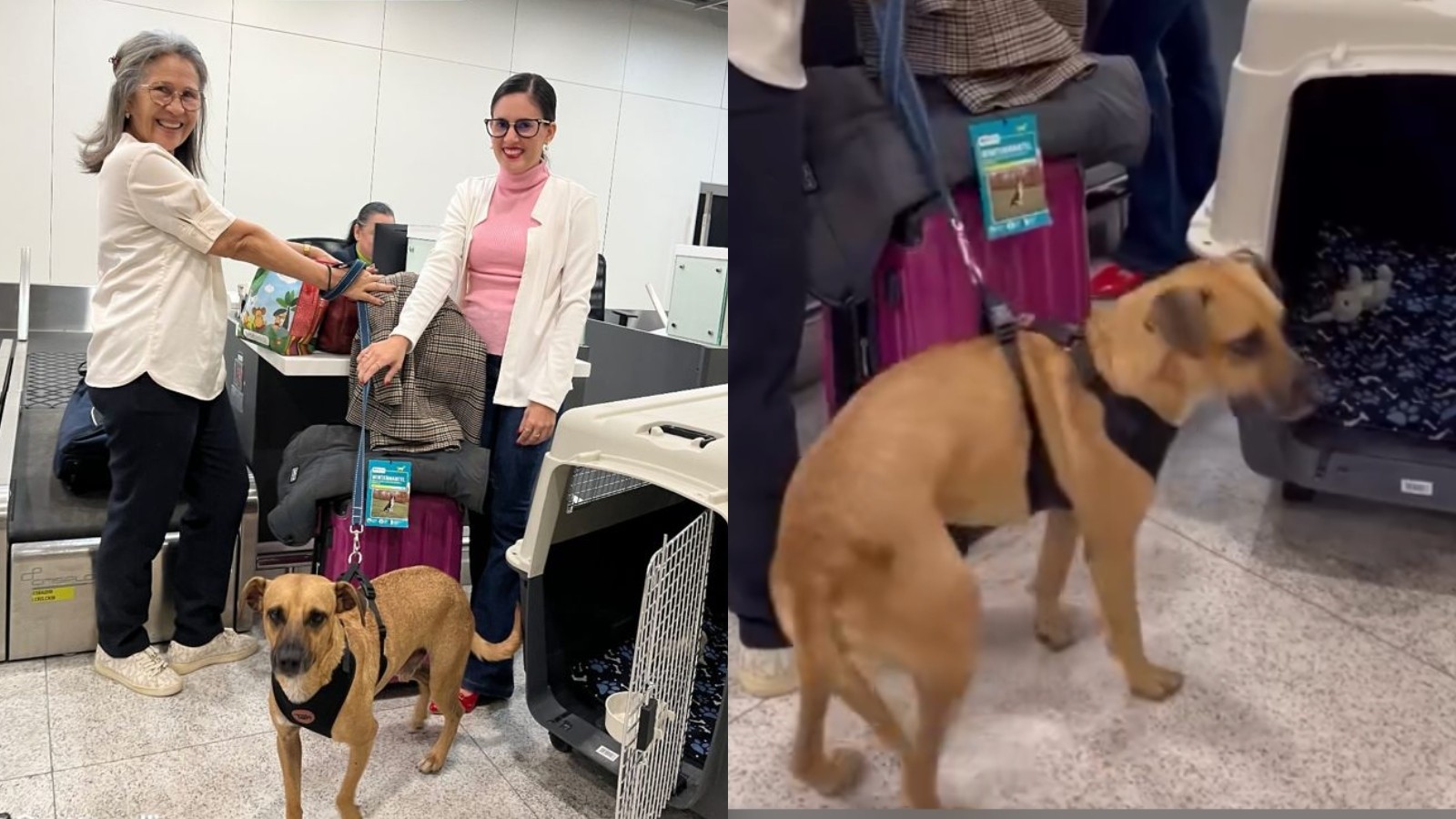 Vira-lata caramelo de Fortaleza que morava na rua é adotado e se muda para a Suíça