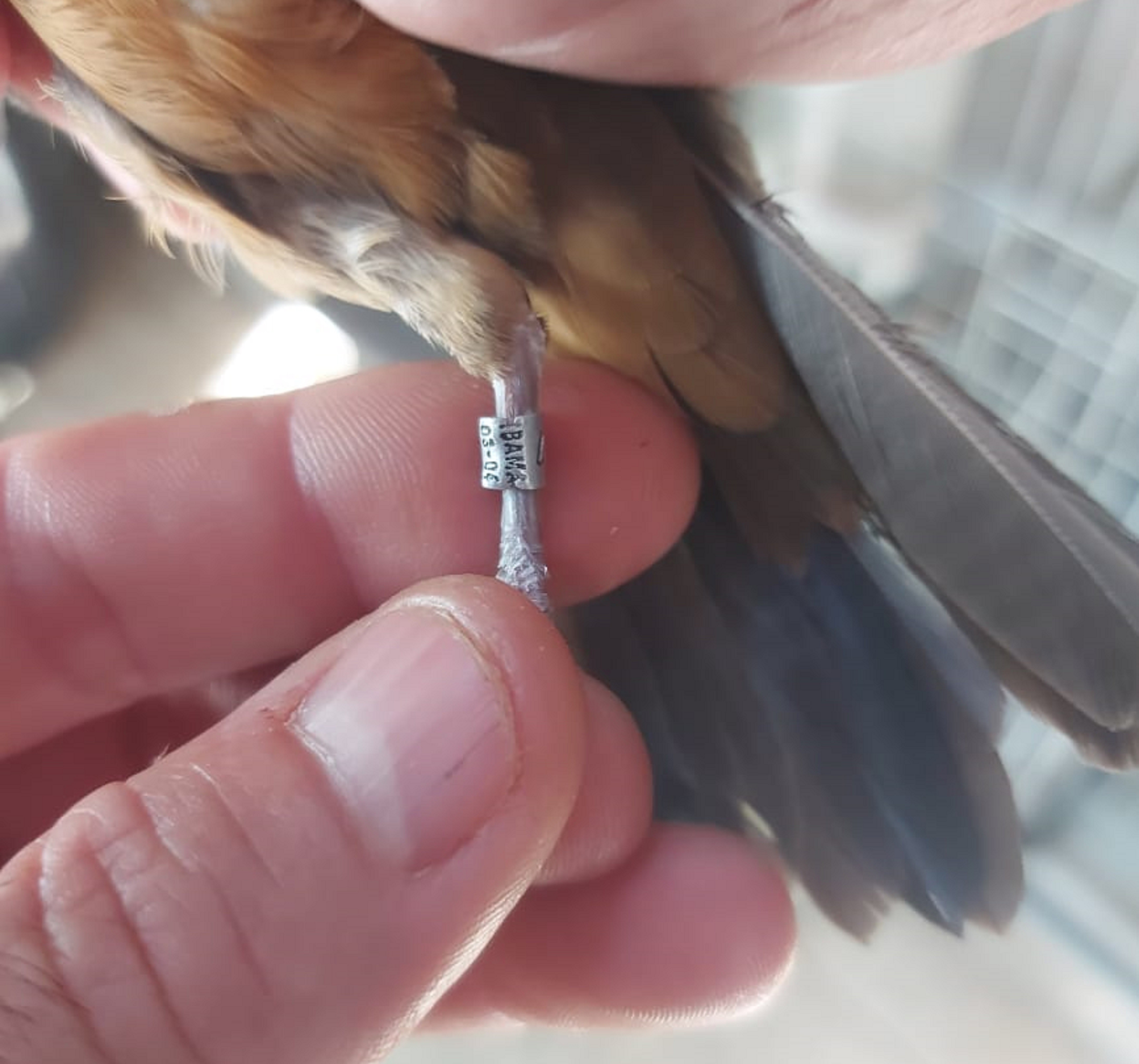 Idoso recebe multa de R$ 3 mil por manter aves em cativeiro com anilhas irregulares no Jardim Estoril
