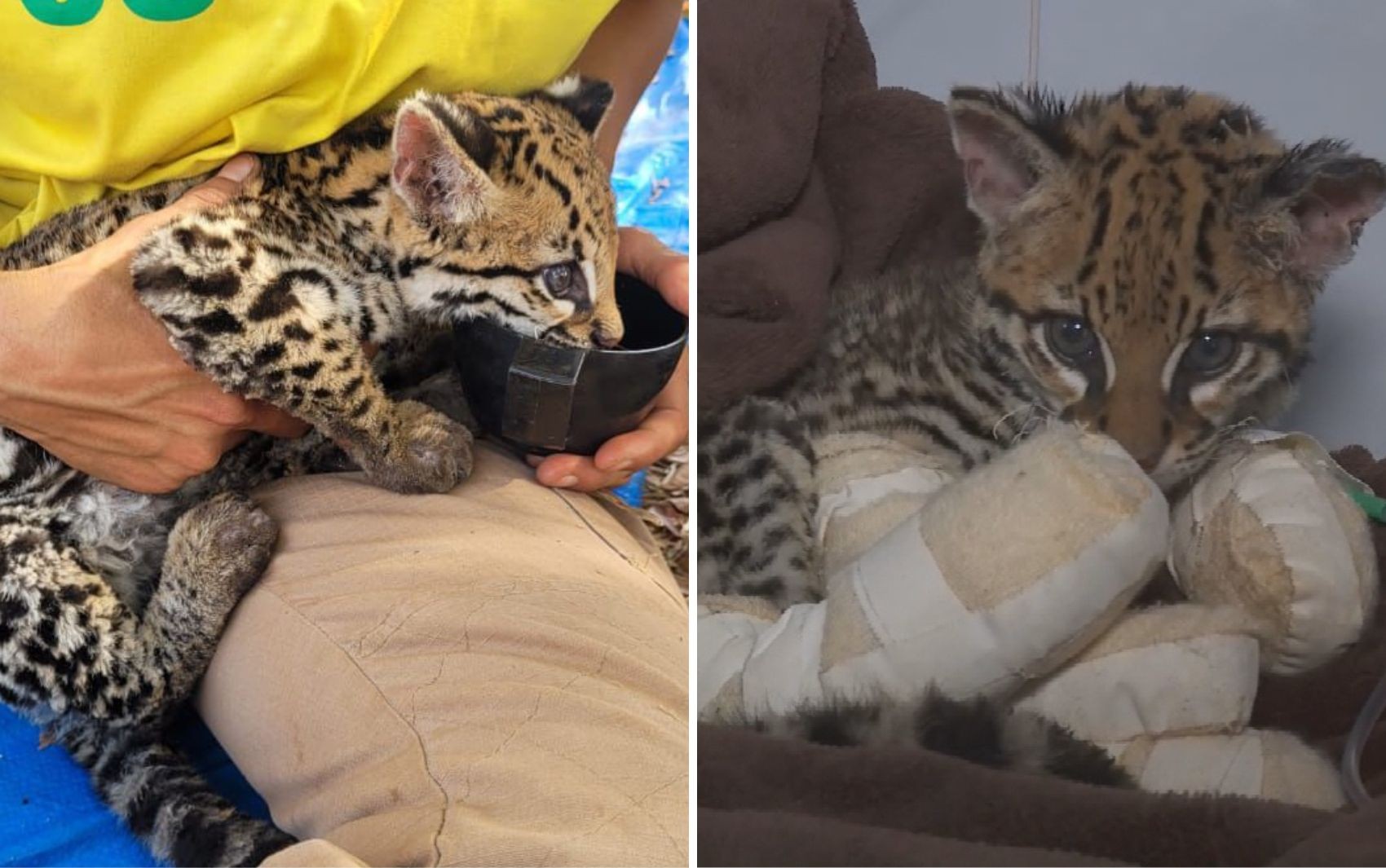 Resgate emocionante: filhote de jaguatirica é encontrado com queimaduras no meio de incêndio