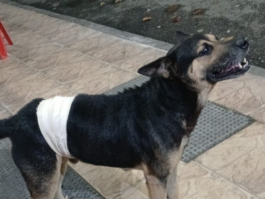Cão vítima de agressão por facão será colocado para adoção em Barra Mansa