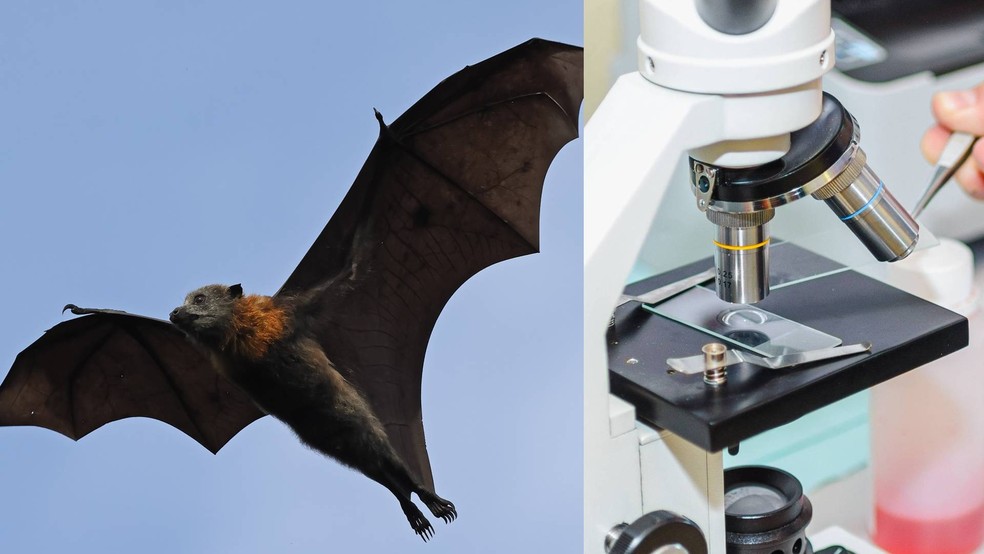 Morcegos como a raposa-voadora e mais: os hospedeiros do vírus Nipah e os riscos envolvidos para o Brasil — Foto: Adobe Stock