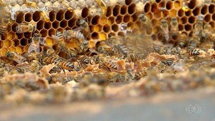 Seagro realiza censo apícola para mapear a produção de mel no Tocantins