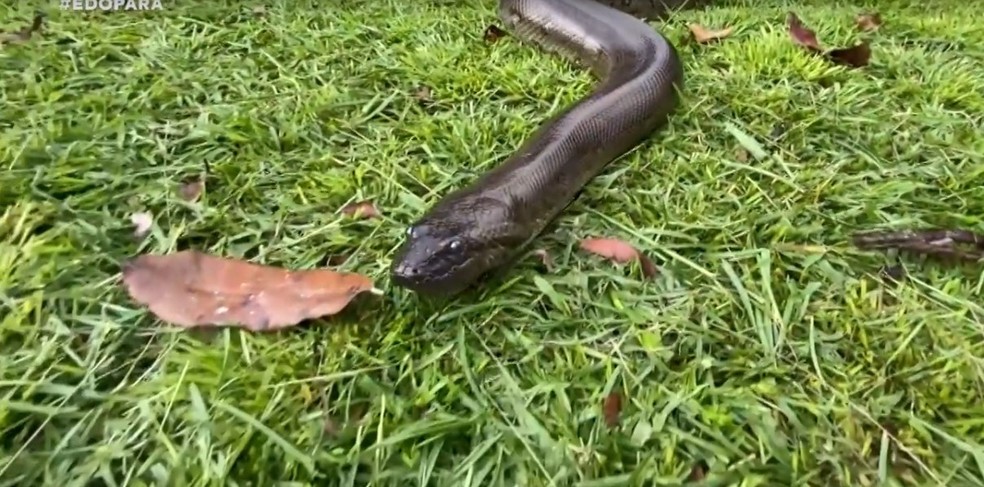 Bonita, sucuri usada no remake da novela Pantanal da TV Globo — Foto: Reprodução