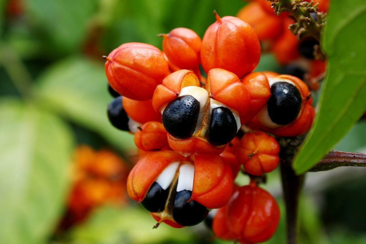 Projeto para cultura do guaraná pretende aumentar produção e ...