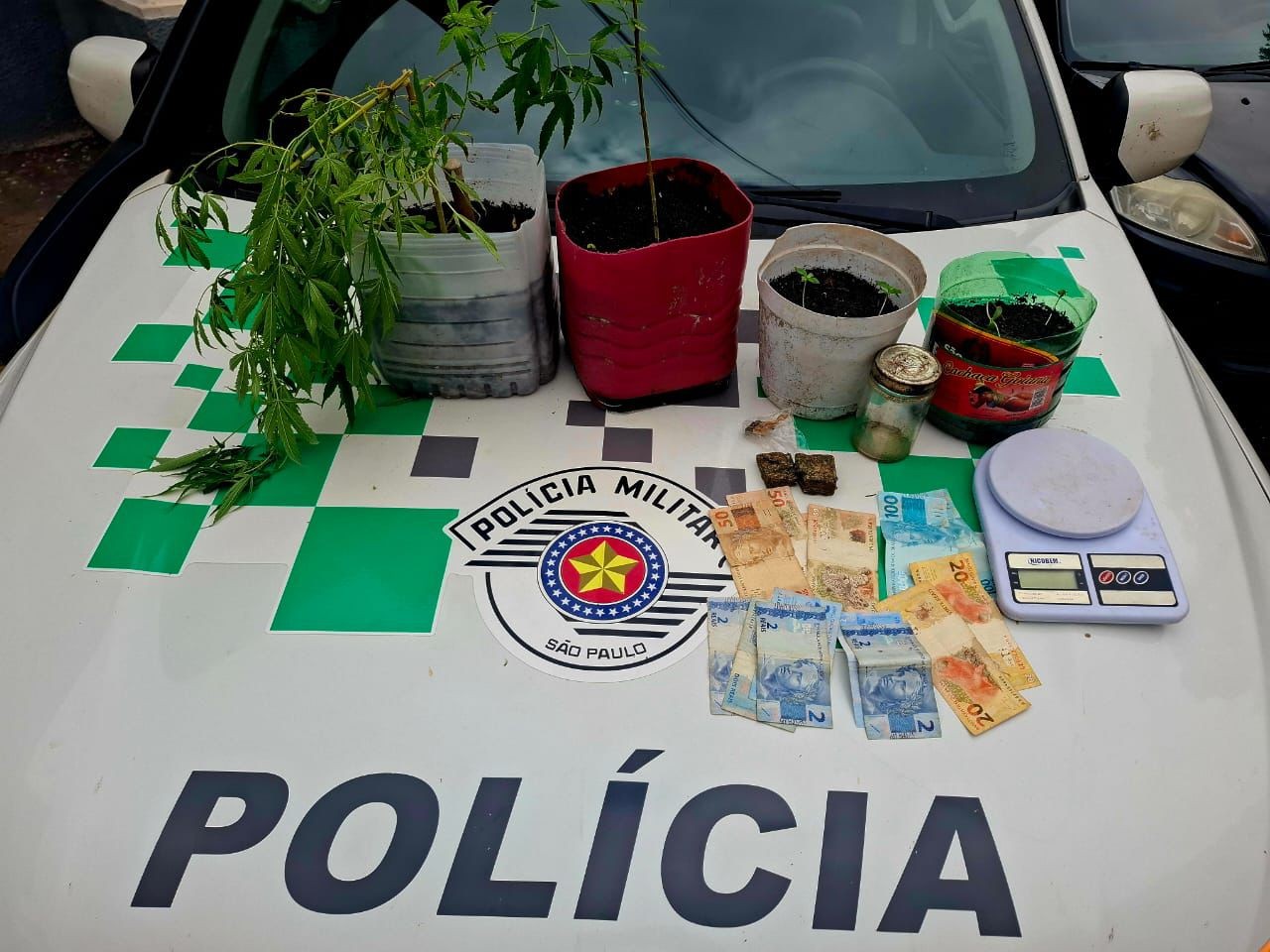 Ao averiguar denúncia de criação de pássaro em cativeiro, Polícia Ambiental encontra sete mudas de maconha em residência