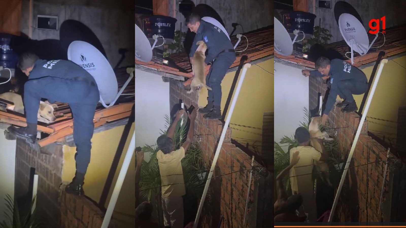 VÍDEO: Cachorro é resgatado após aparecer em telhado de casa durante a madrugada no Piauí