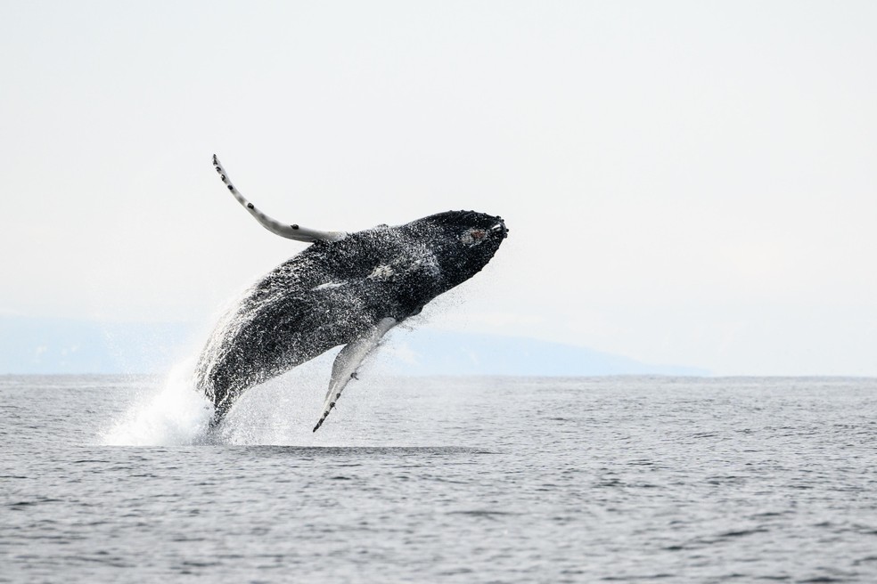 Salto gigante: Baleia-jubarte salta nas águas frias de Varanger, na Noruega. — Foto: Alwin Hardenbol