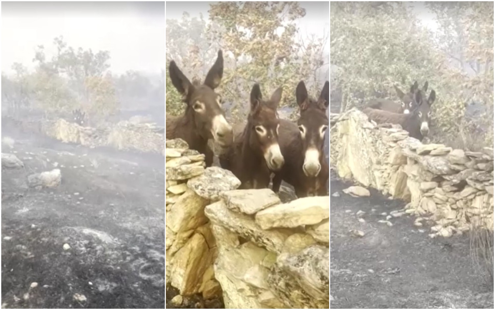 VÍDEO mostra fazendeira espanhola reencontrando burrinhos após incêndio devastador