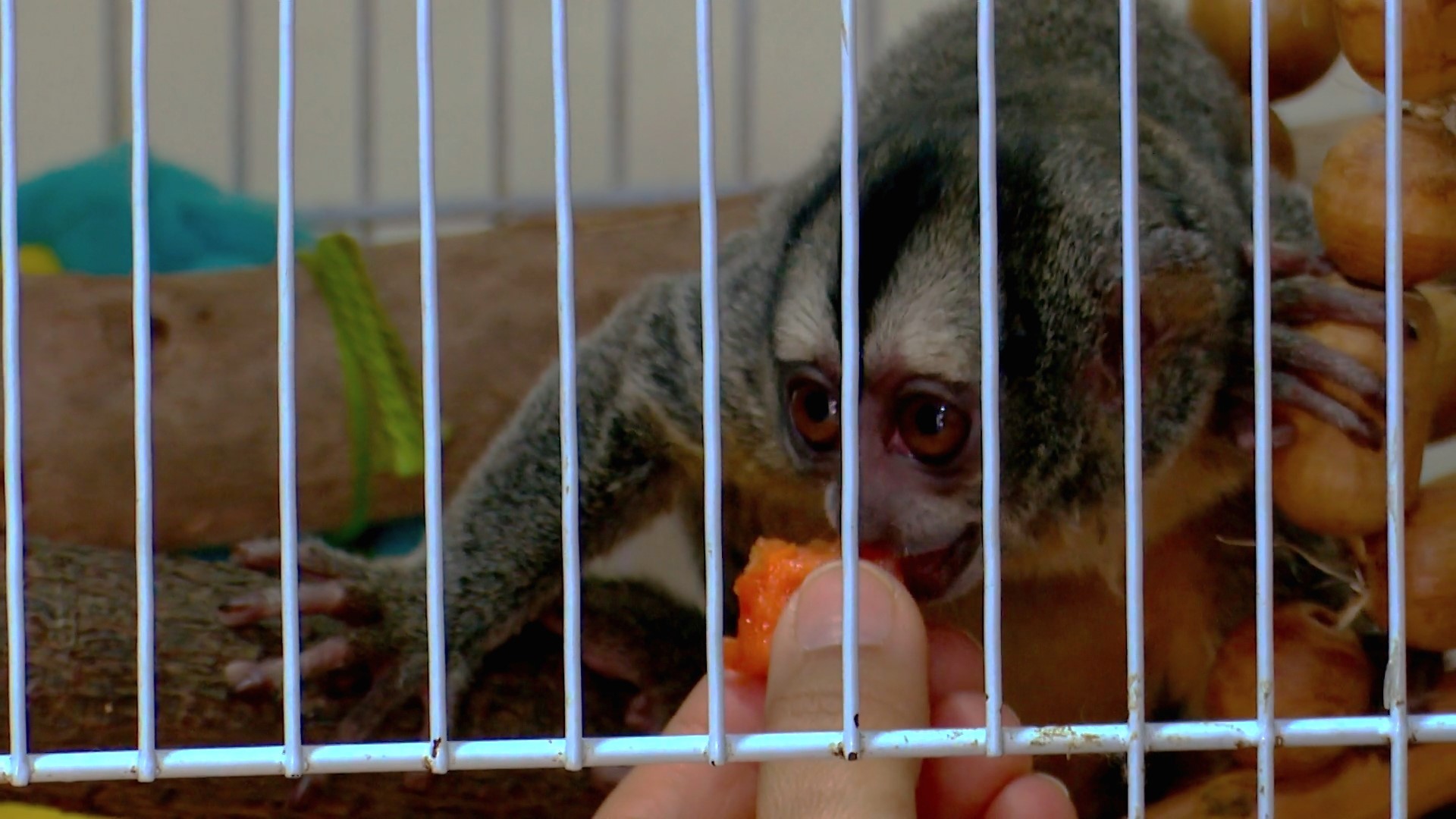 Macaco-coruja ganha nova chance de vida após ser resgatado por veterinária em RO: 'chegou com muita fome'