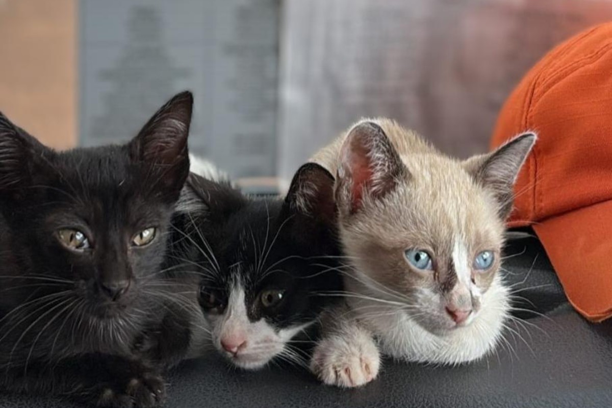 Três filhotes de gatos são resgatados de matagal durante incêndio em MT