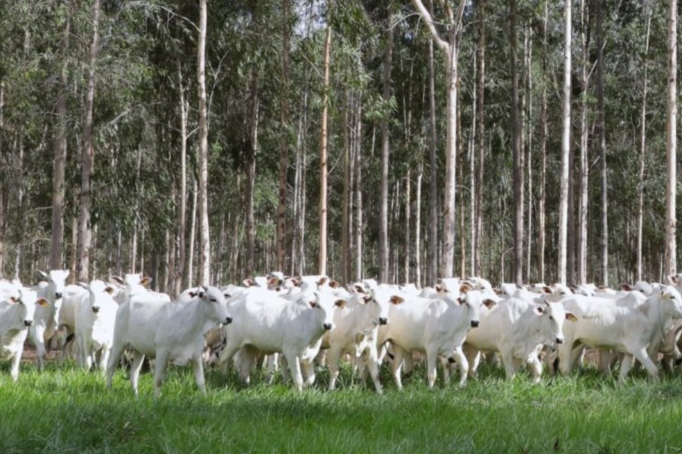 Rebanho — Foto: Governo de Mato Grosso do Sul