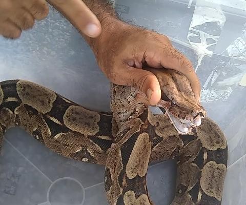 ROCK”: Homem que aparece brigando em vídeo no Cabula cria “vaquinha” para  sair do país