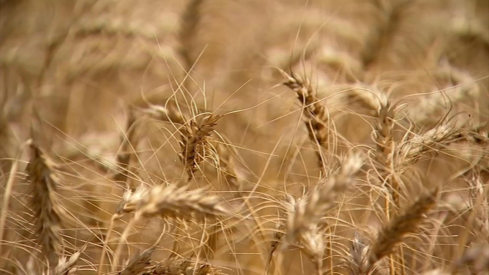 Os grãos de trigo são ricos em fibras — Foto: Reprodução/TV TEM