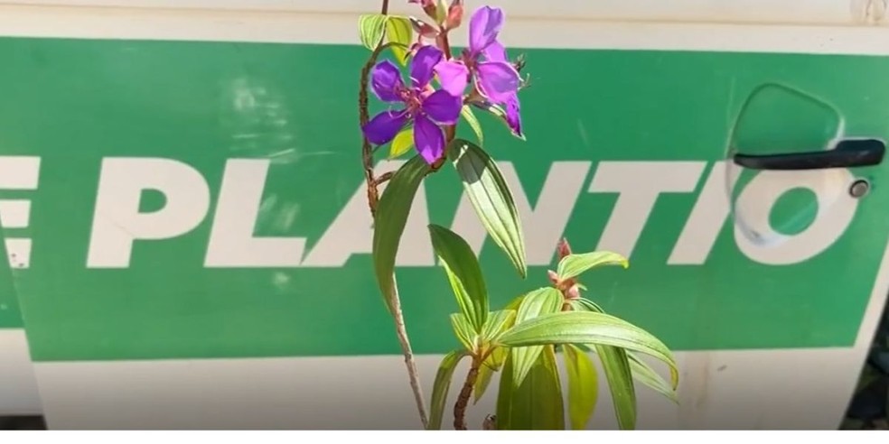 3 de 3
Iniciativa também auxilia no combate das altas temperaturas — Foto: Robson do Carmo/TV TEM