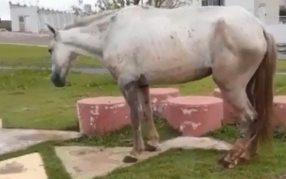 Homem que matou um cavalo a facadas é assassinado a pauladas - F