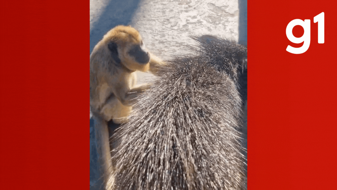 Dupla improvável: amizade entre macaco e cateto chama atenção em pousada de MT; vídeo