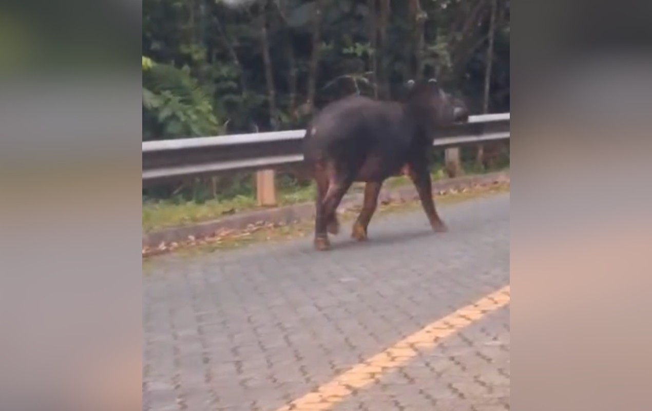 VÍDEO: anta adulta é flagrada em estrada parque no interior de SP