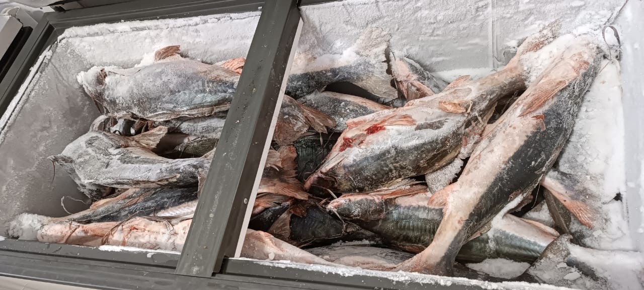 Peixaria de Santa Bárbara recebe multa de R$ 6 mil por estoque de 271 kg de pescado sem declaração 