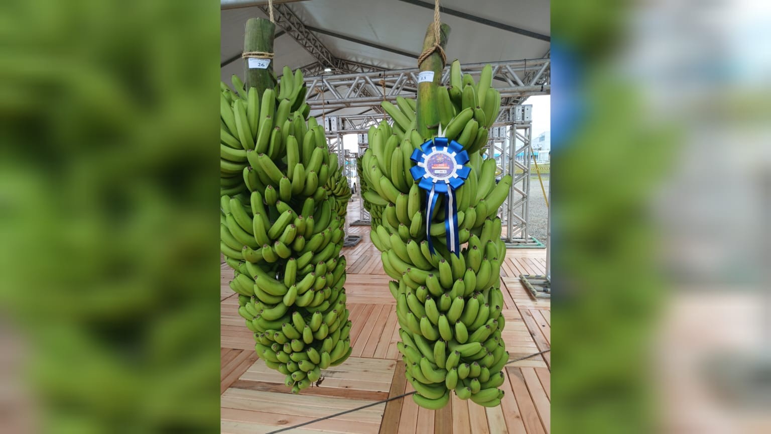 Concurso do maior cacho de banana em SC tem exemplar do peso de um homem adulto; FOTOS