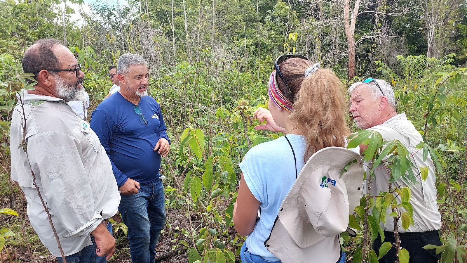 
Pesquisadores da Alemanha coletam amostra de praga inédita em plantações de mandiocas do AP 