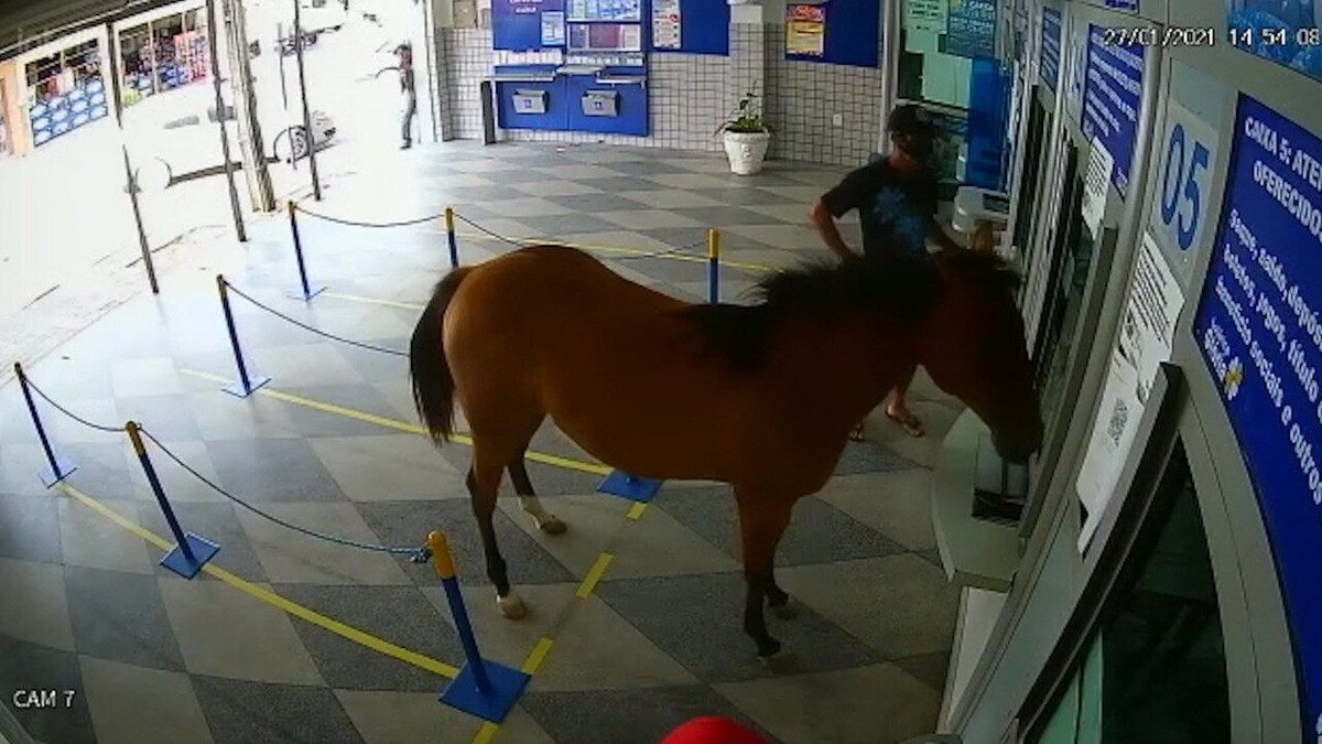 Cavalo invade lotérica, assusta clientes e vira piada na cidade de Cuité,  na PB; veja vídeo, Paraíba