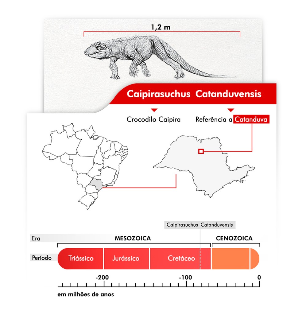 Nova espécie de crocodilo foi descoberta em Catanduva (SP) — Foto: Clayton Esteves/Arte/TV TEM