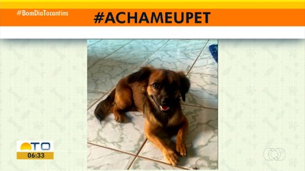 Acha meu pet: tutora procura cachorrinho desaparecido na Arse 24